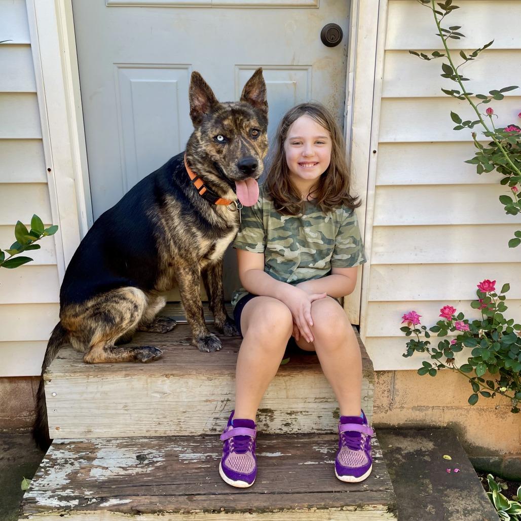 Enlarge Colt, a Adoptable German Shepherd Dog in Walnut Cove, NC image 3/3