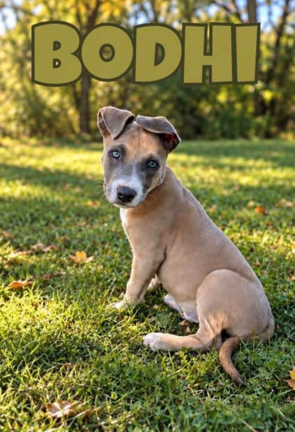 Bodhi, Adoptable, Puppy Male Mixed Breed.