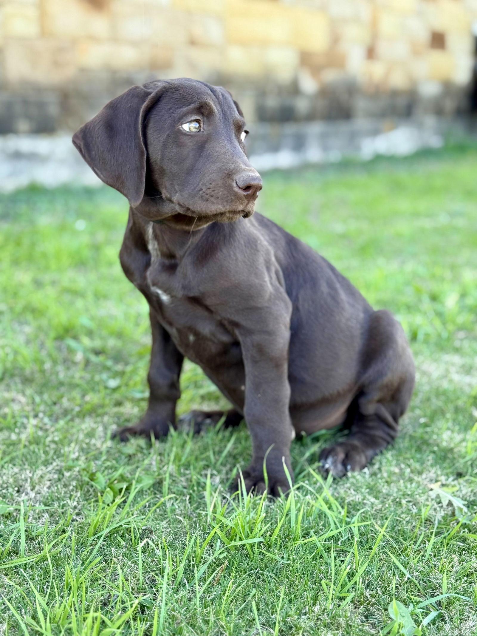 Bingo, Adoptable, Young Male Standard Poodle & Labrador Retriever.
