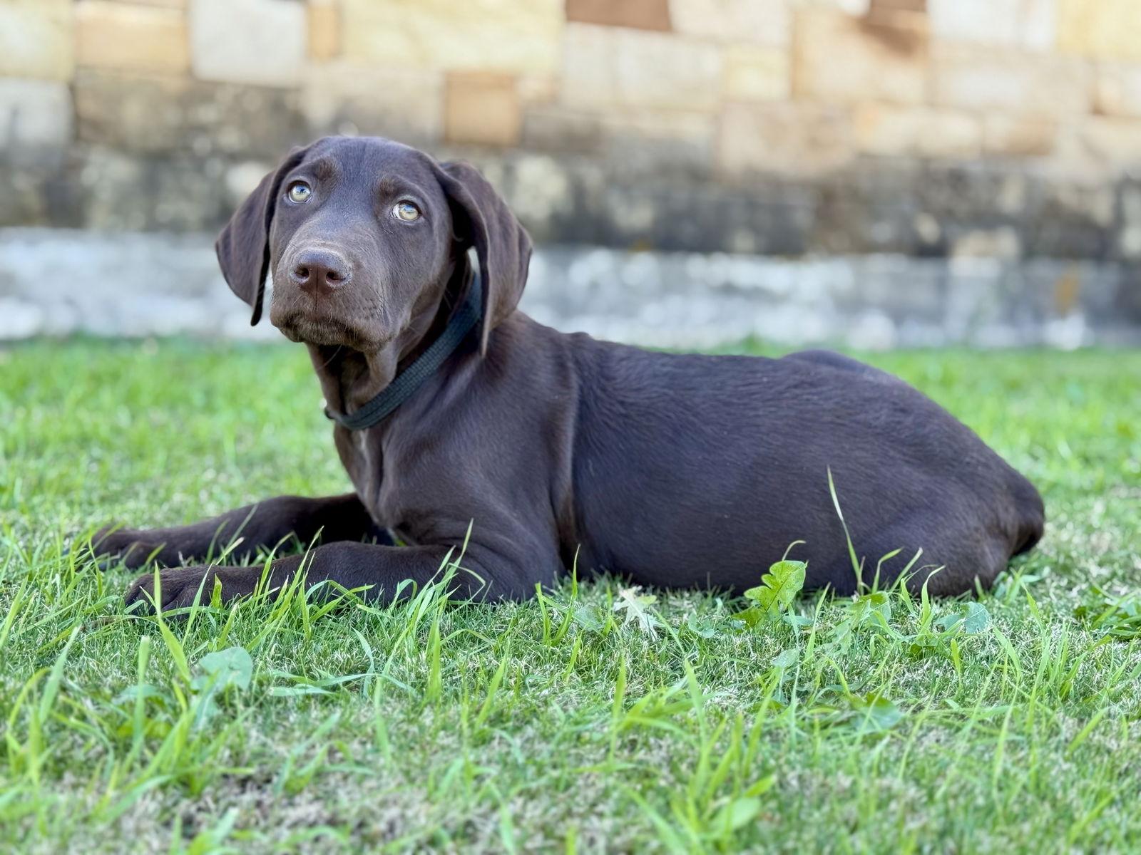 Enlarge Bingo, a Adoptable mixed breed in Helotes, TX image 2/3