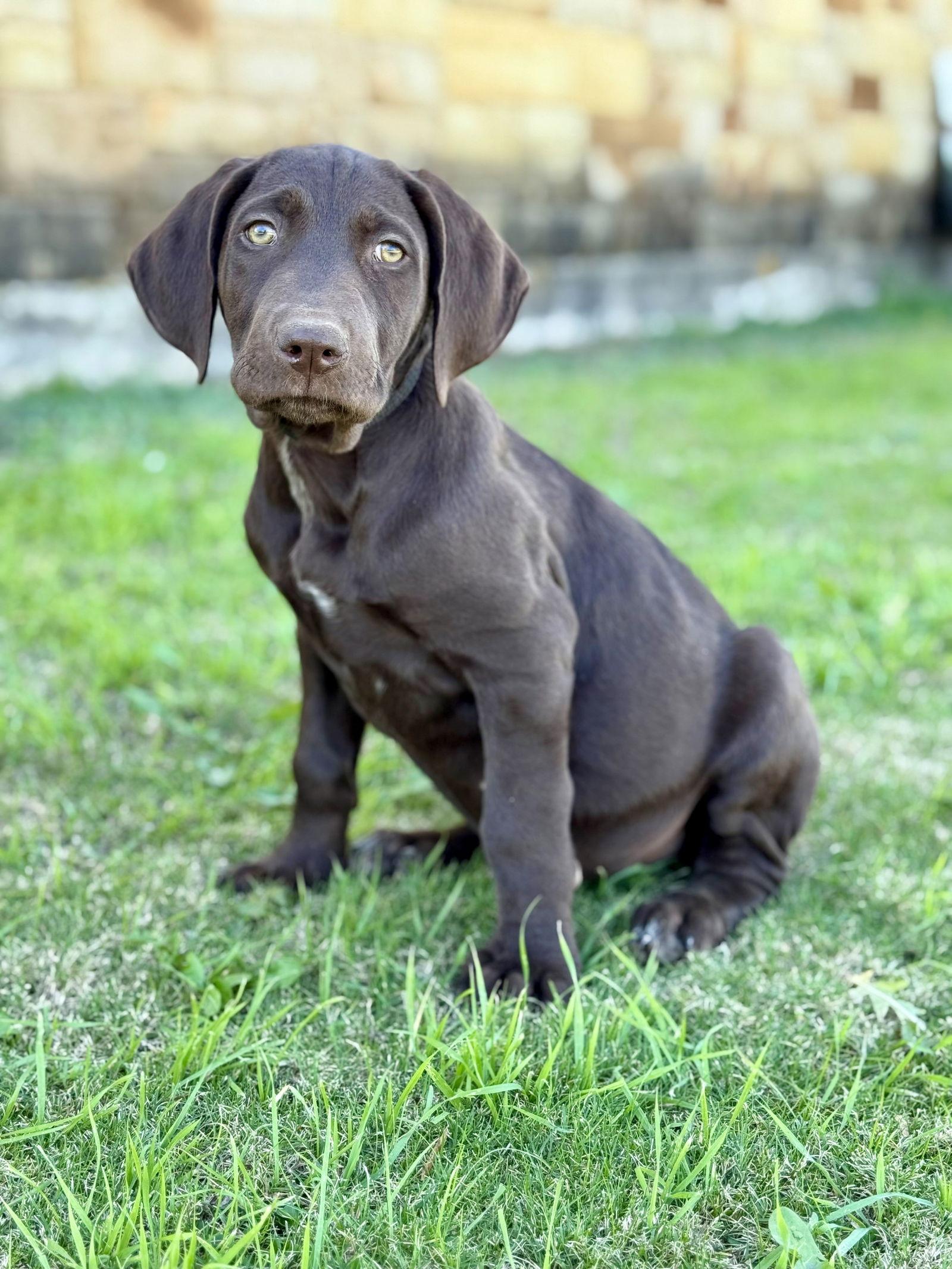 Enlarge Bingo, a Adoptable mixed breed in Helotes, TX image 3/3