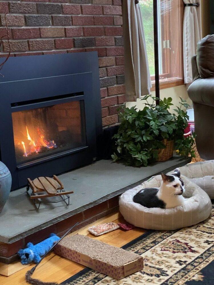 Enlarge Bob, a Adoptable Domestic Short Hair in Oakville, CT image 1/5