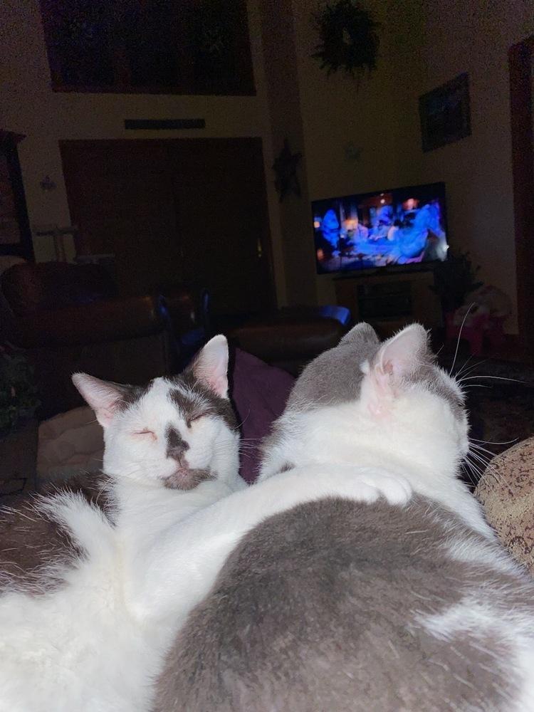 Enlarge Bob, a Adoptable Domestic Short Hair in Oakville, CT image 2/5