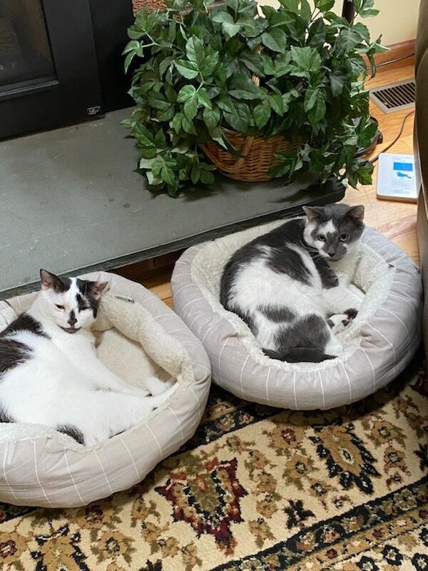 Enlarge Bob, a Adoptable Domestic Short Hair in Oakville, CT image 3/5