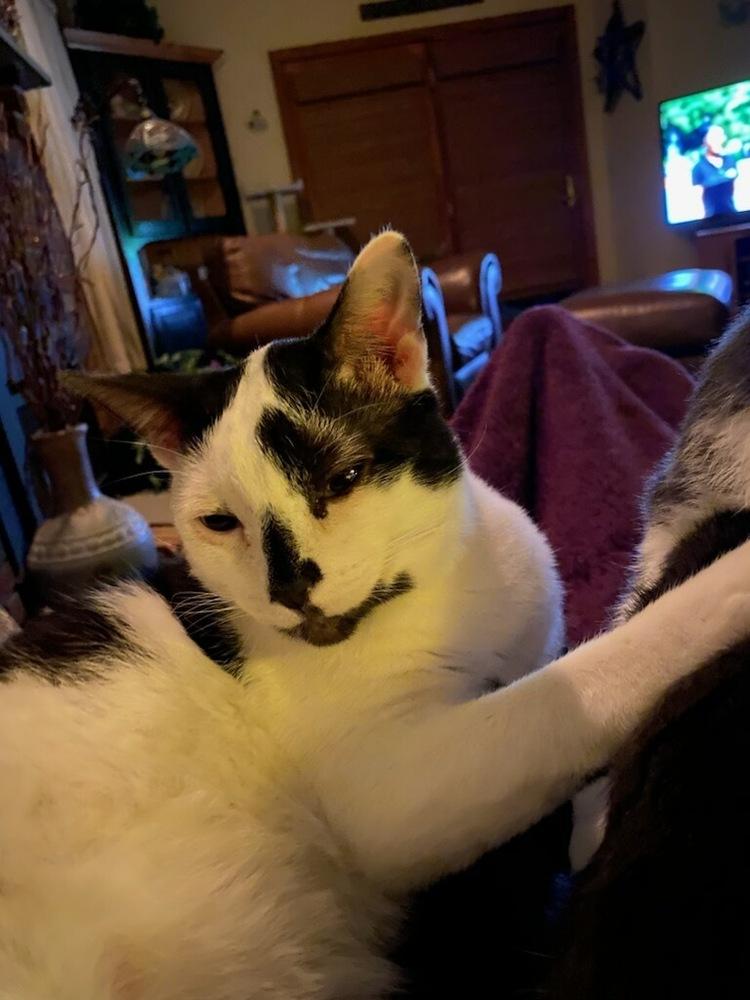 Enlarge Bob, a Adoptable Domestic Short Hair in Oakville, CT image 4/5