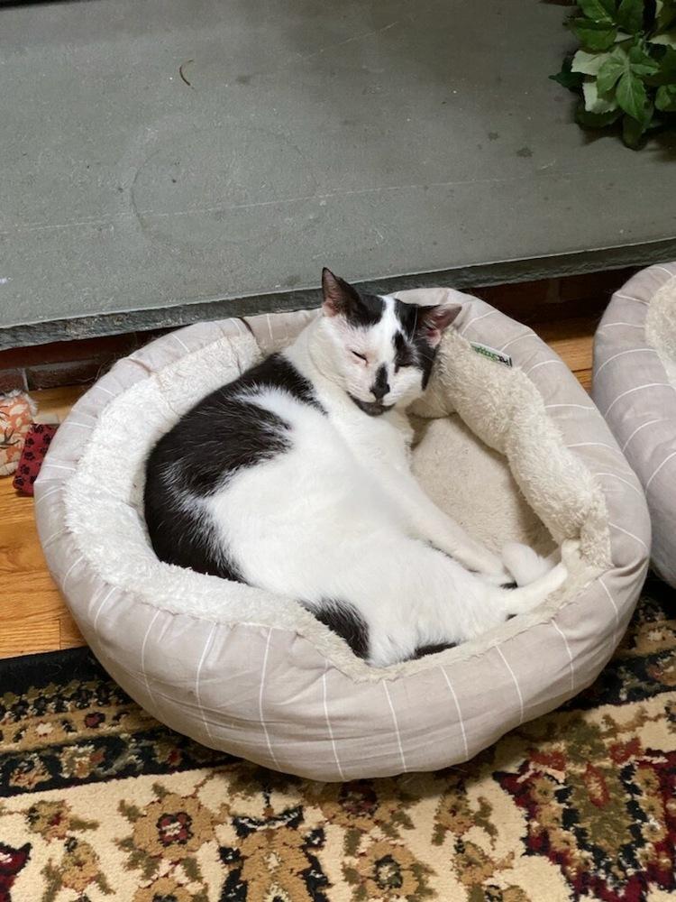 Enlarge Bob, a Adoptable Domestic Short Hair in Oakville, CT image 5/5