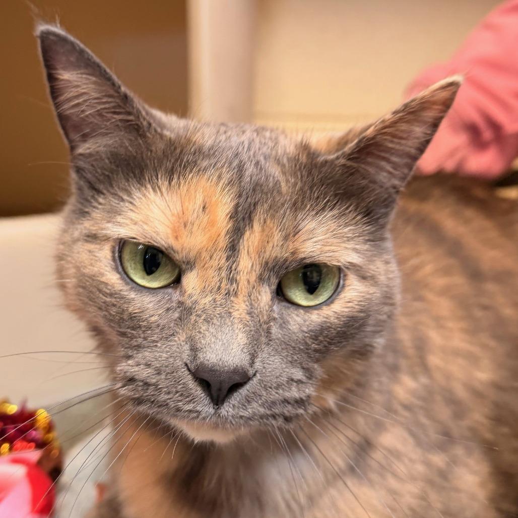 Mocha, Adoptable, Adult Female Domestic Short Hair.