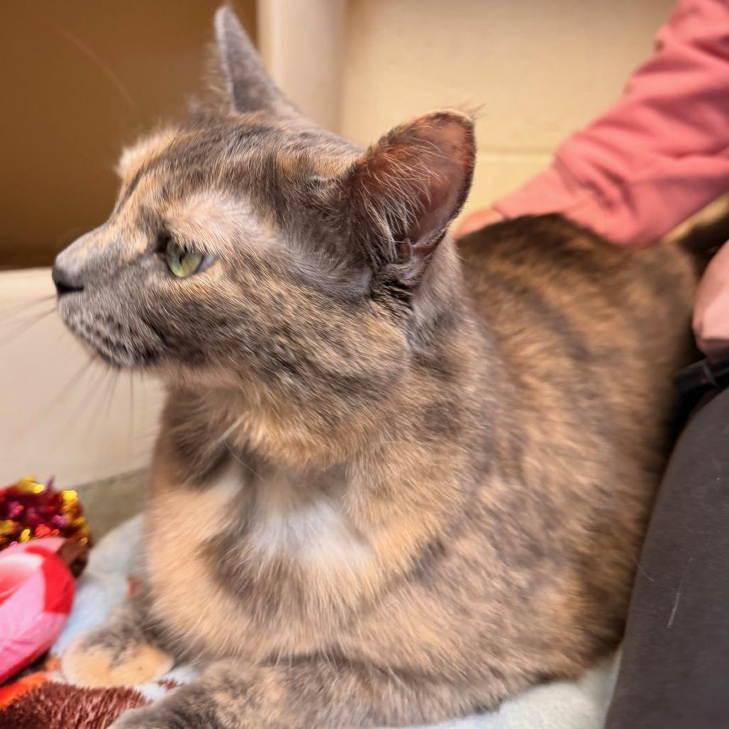 Mocha — thumbnail 2