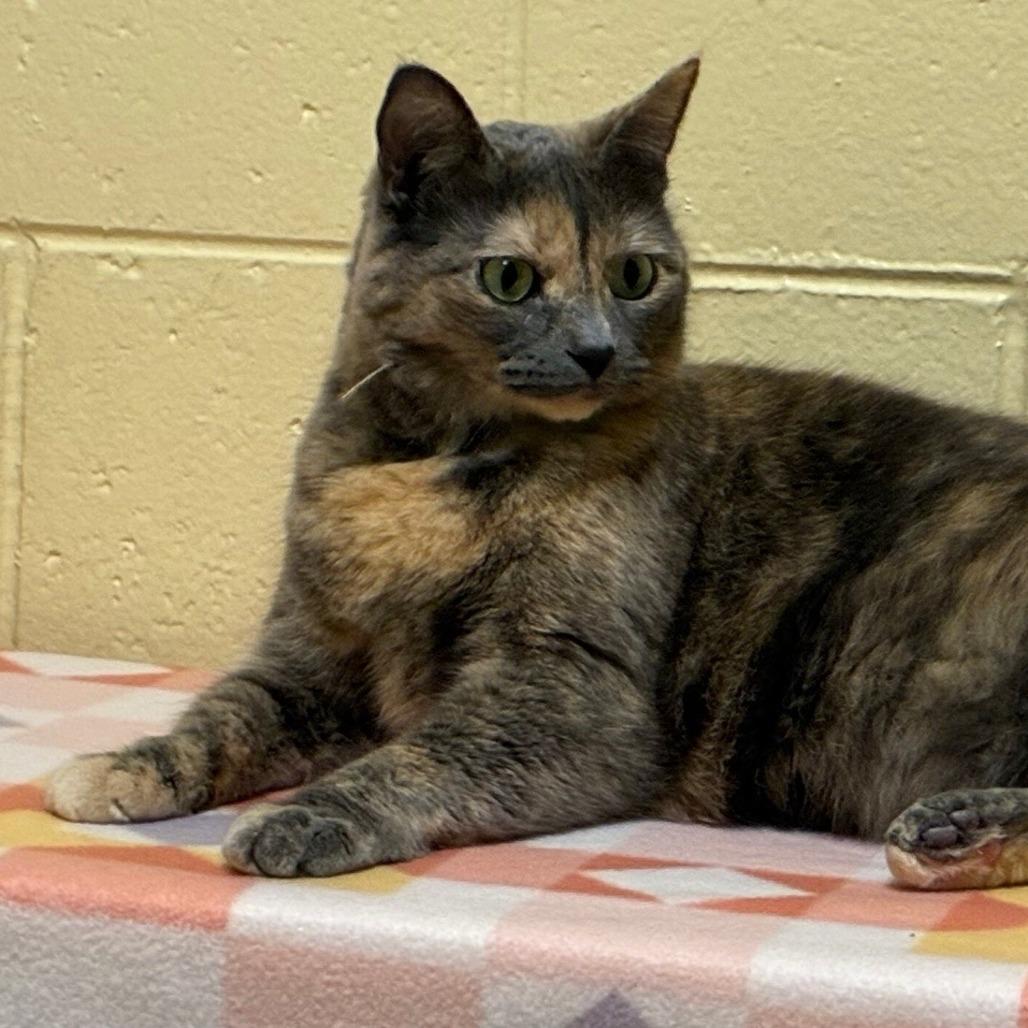 Mocha — thumbnail 3