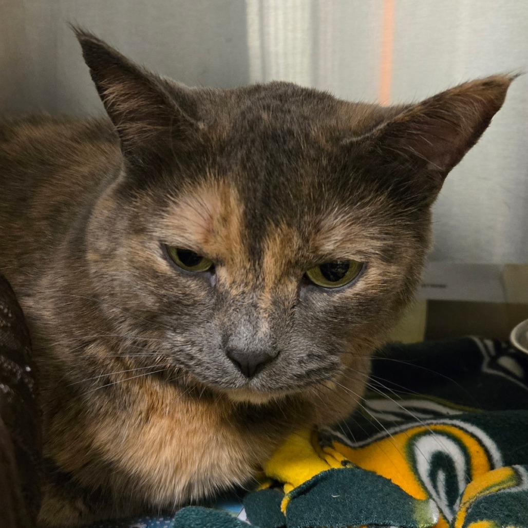 Mocha, Adoptable, Adult Female Domestic Short Hair.