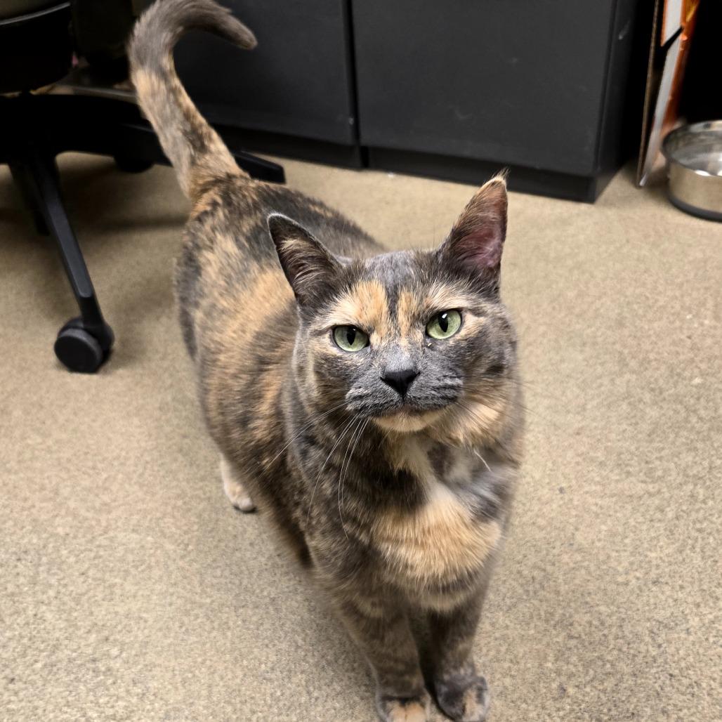 Enlarge Mocha, a Adoptable Domestic Short Hair in Waukesha, WI image 2/2