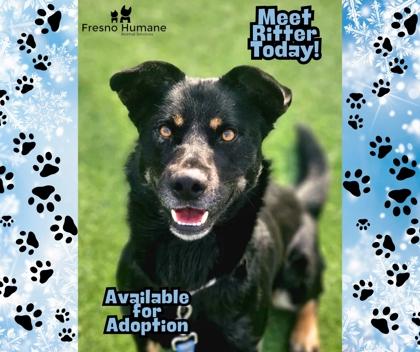 Enlarge Ritter, a Adoptable mixed breed in Fresno, CA image 2/3