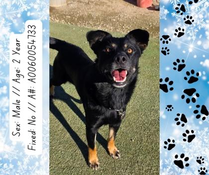 Enlarge Ritter, a Adoptable mixed breed in Fresno, CA image 3/3