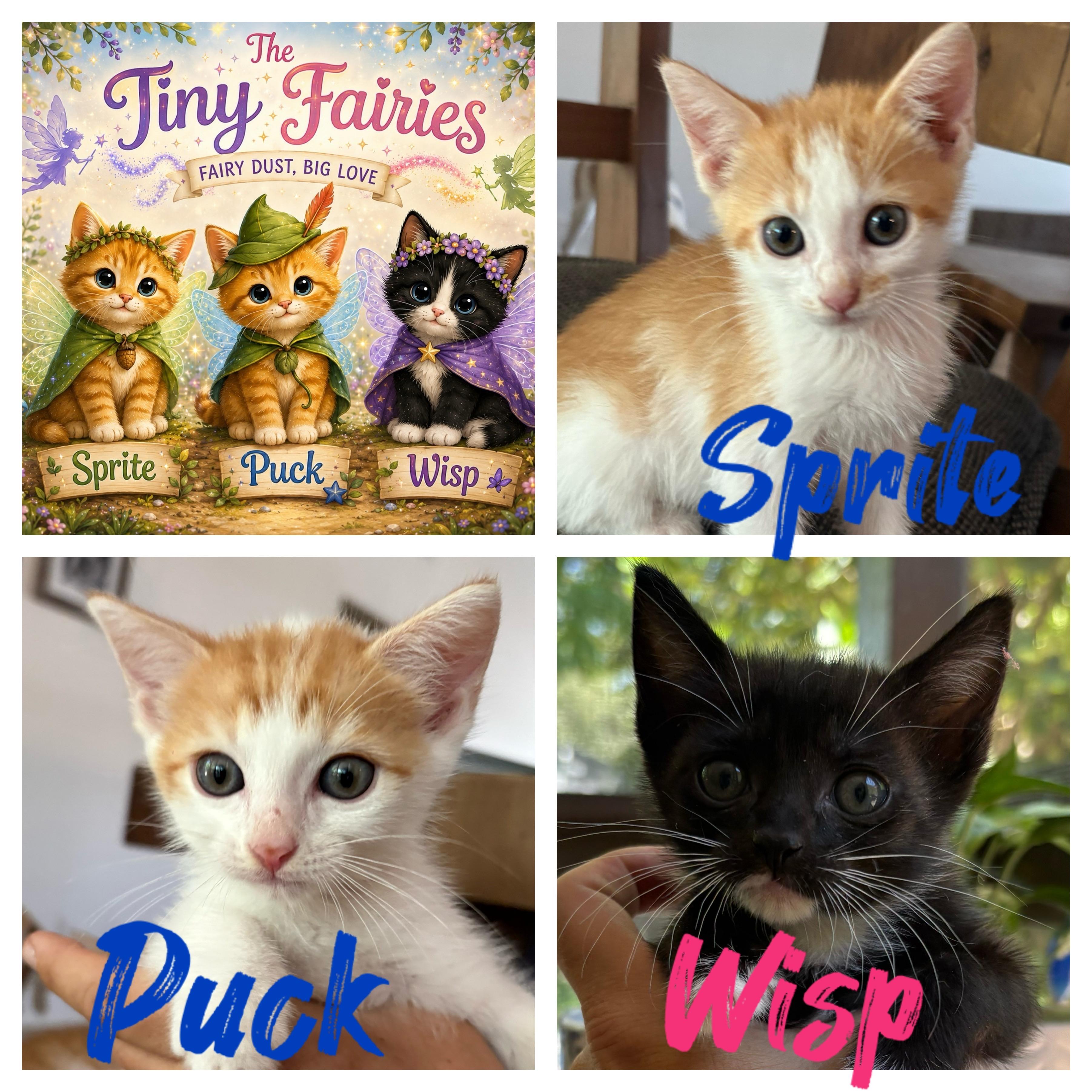 The Tiny Fairies, ADOPTABLE, Kitten Male American Shorthair.