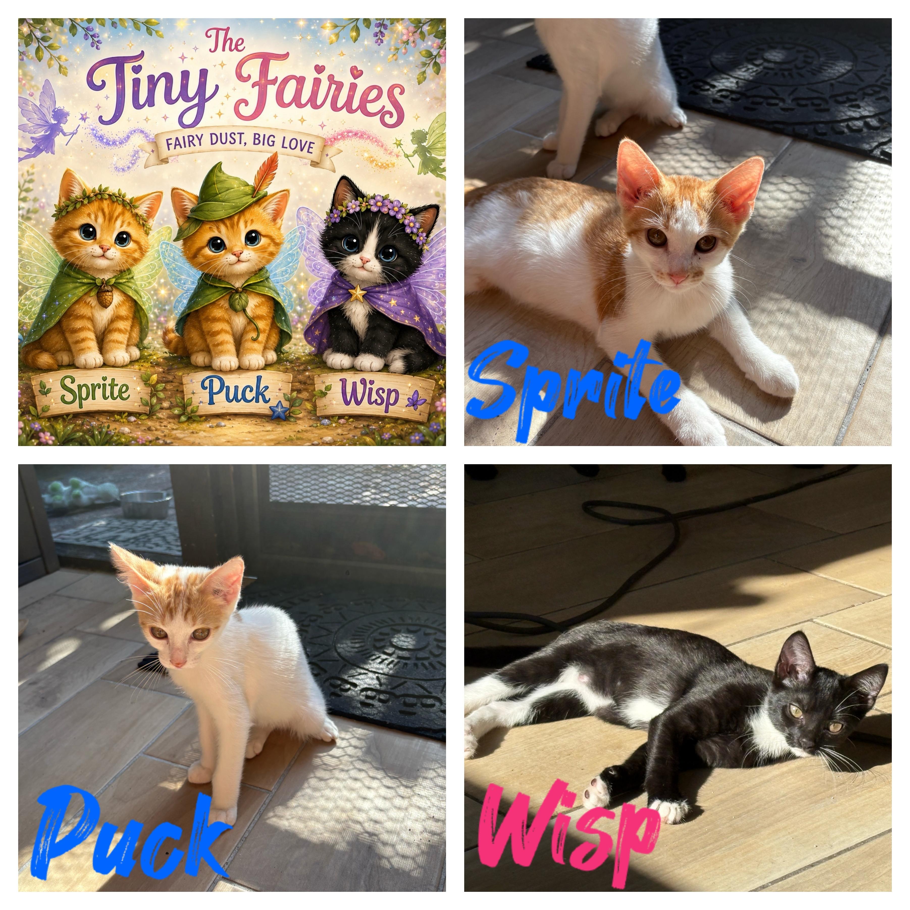 The Tiny Fairies, a ADOPTABLE mixed breed in Port Saint Lucie, FL image 1/3