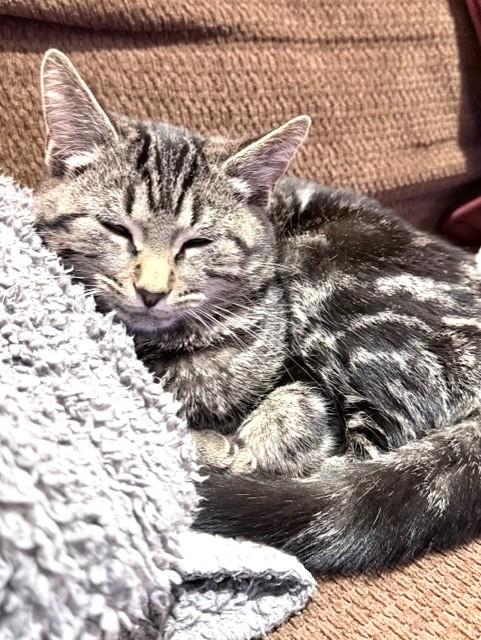 Georgie, a Adoptable Tabby in Stoney Creek, ON image 3/4