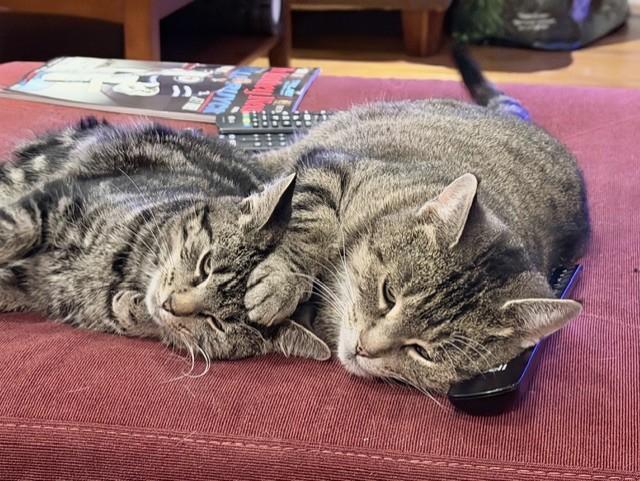 Enlarge Georgie, a Adoptable Tabby in Stoney Creek, ON image 5/5