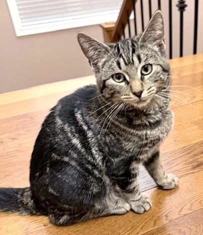 Georgie, a Adoptable Tabby in Stoney Creek, ON image 2/4