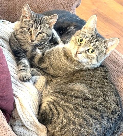 Georgie, a Adoptable Tabby in Stoney Creek, ON image 4/4