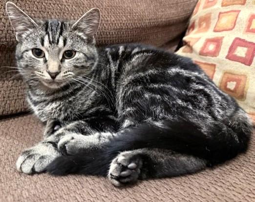 Georgie, Adoptable, Kitten Female Tabby.