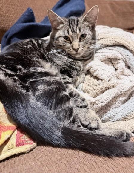 Enlarge Georgie, a Adoptable Tabby in Stoney Creek, ON image 3/5