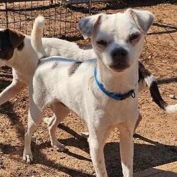 Enlarge Rex, a Adoptable Chihuahua in Midland, TX image 2/2