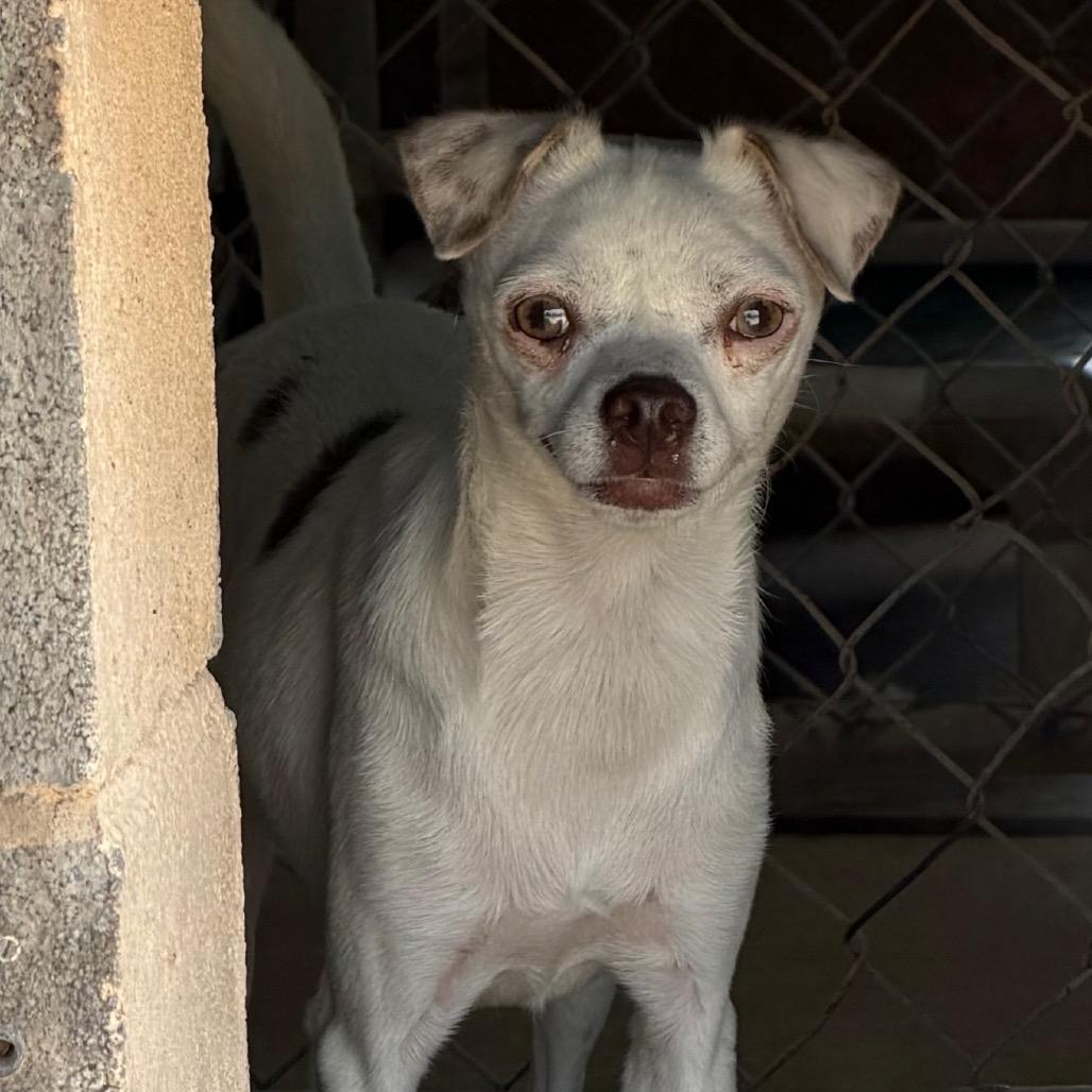Enlarge Rex, a Adoptable Chihuahua in Midland, TX image 3/3
