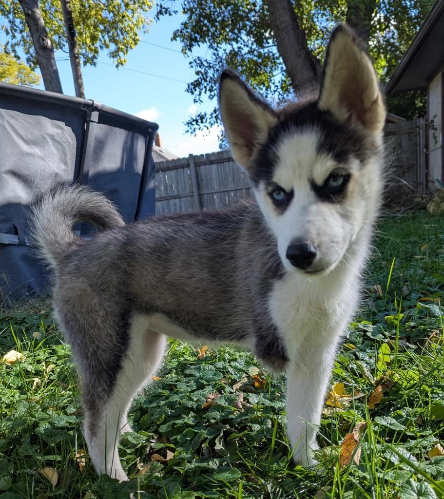 Enlarge Neela, a Adopted Husky in Hastings, NE image 1/1
