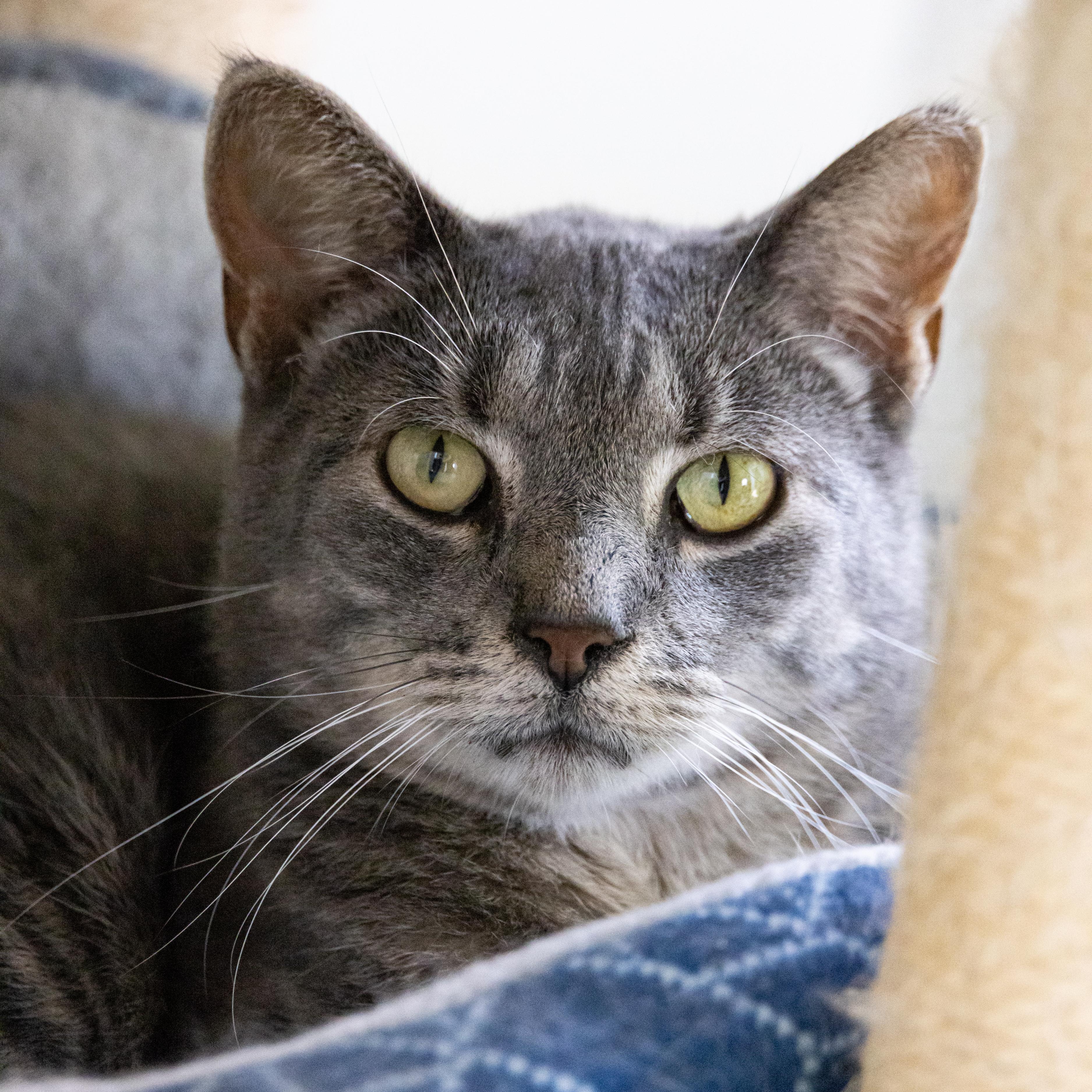 Wayne, an adoptable Domestic Short Hair in Richland Center, WI, 53581 | Photo Image 1