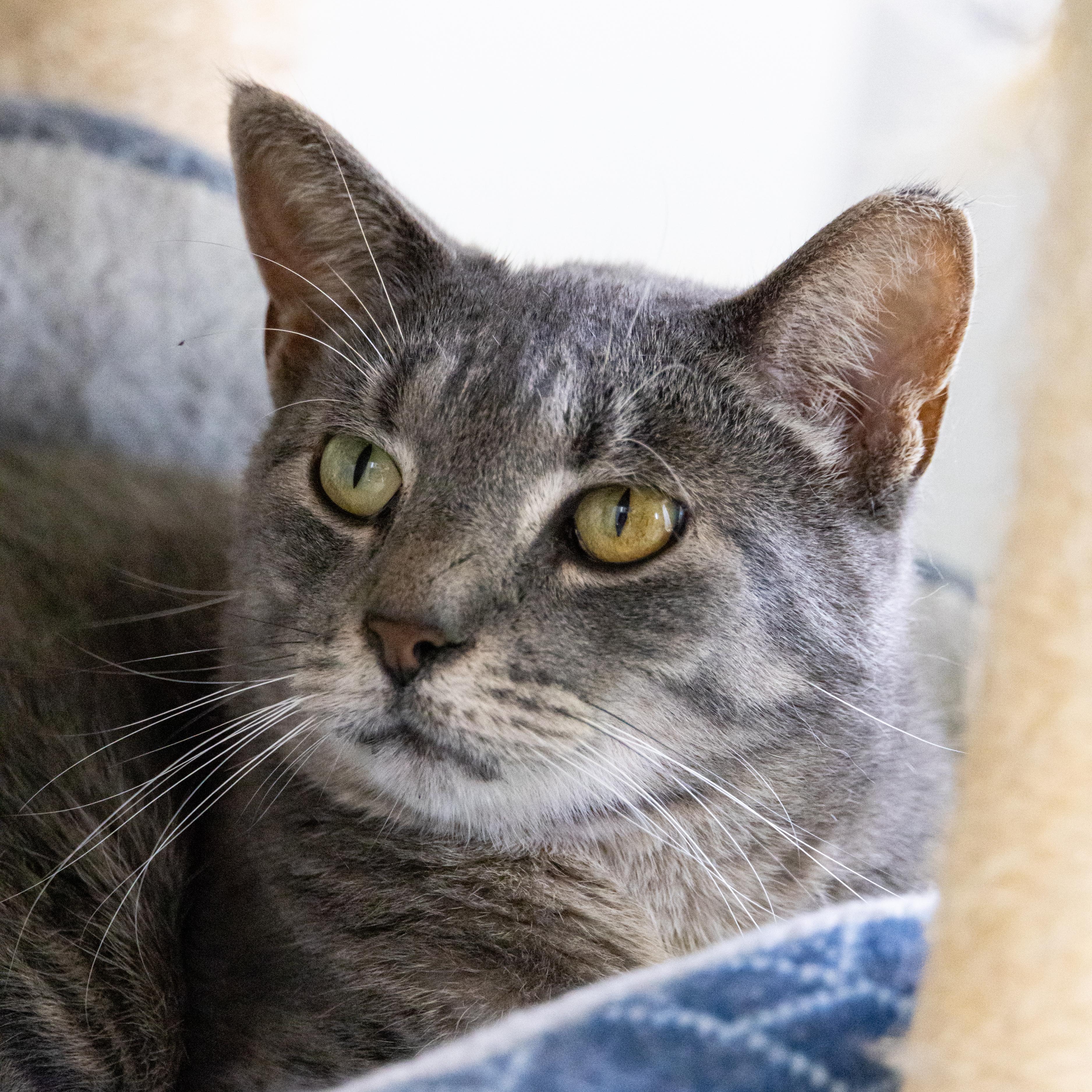 Wayne, an adoptable Domestic Short Hair in Richland Center, WI, 53581 | Photo Image 4