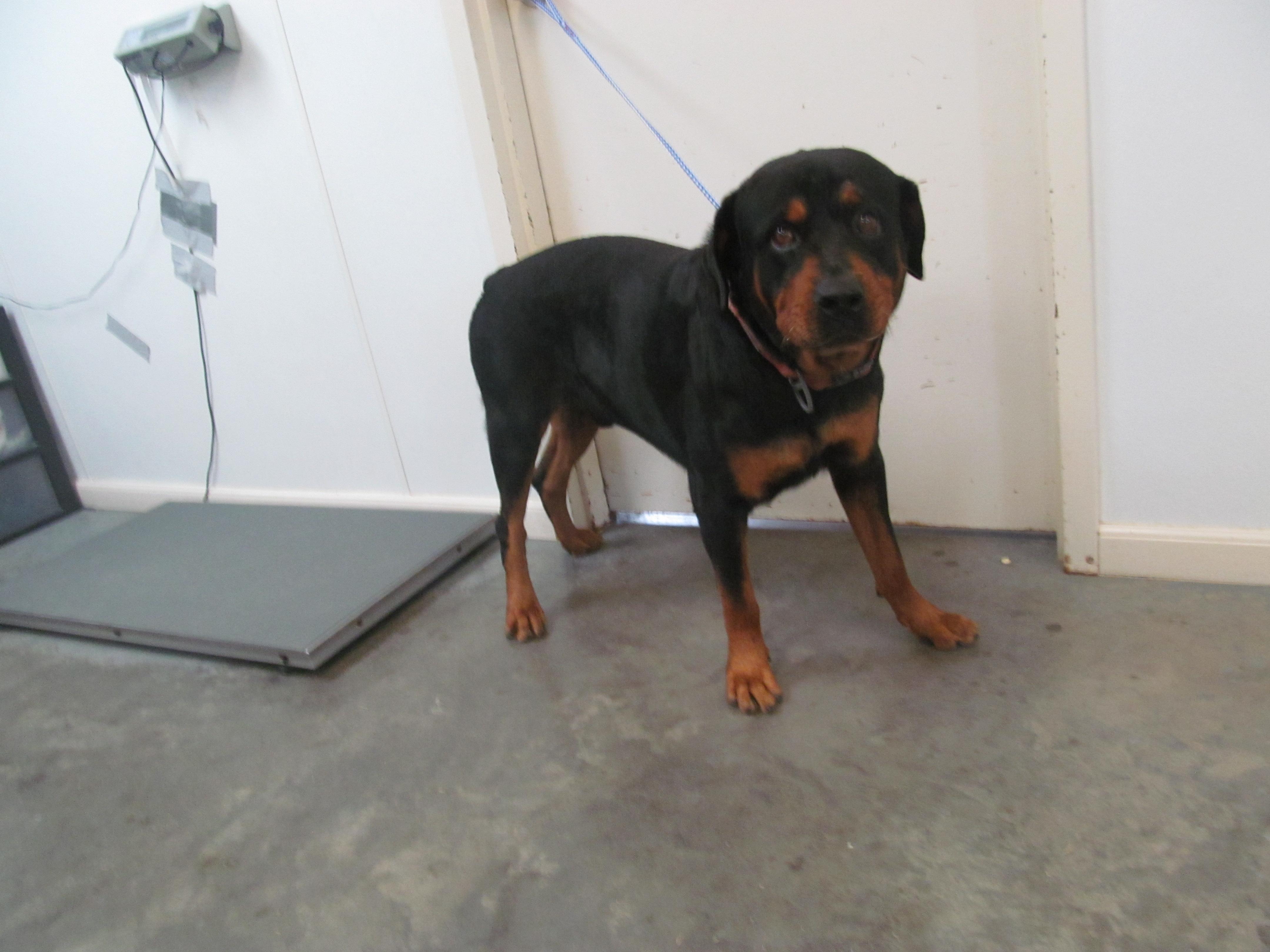Bandit, Adoptable, Senior Male Rottweiler.