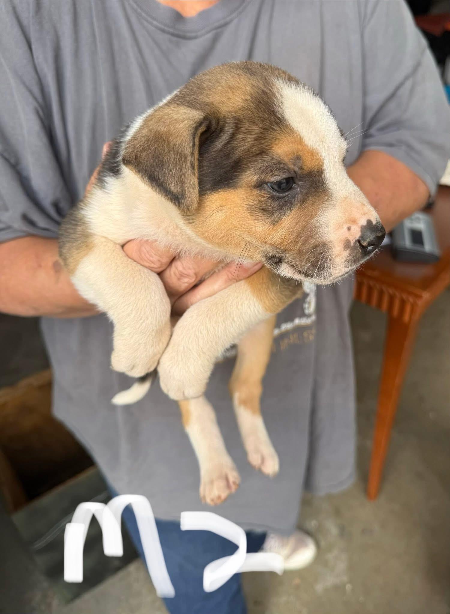 Enlarge Apollo, a Adoptable mixed breed in Newfoundland, NJ image 3/3