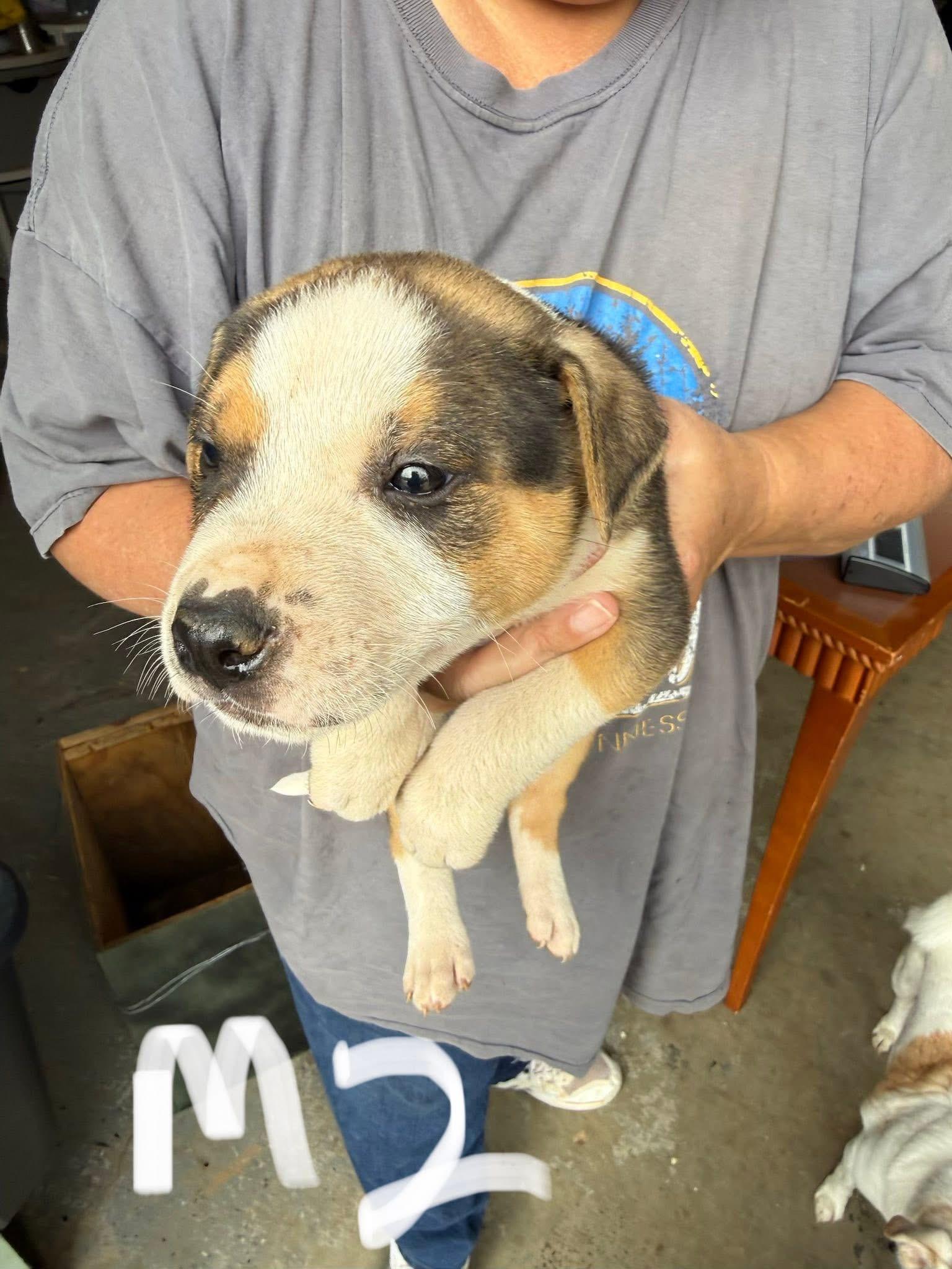 Enlarge Apollo, a Adoptable mixed breed in Newfoundland, NJ image 1/3