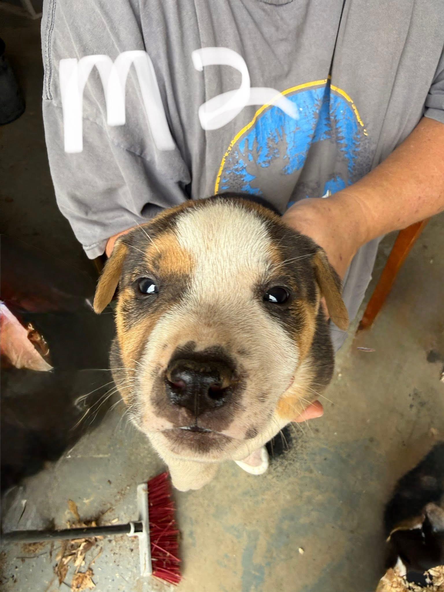 Enlarge Apollo, a Adoptable mixed breed in Newfoundland, NJ image 2/3