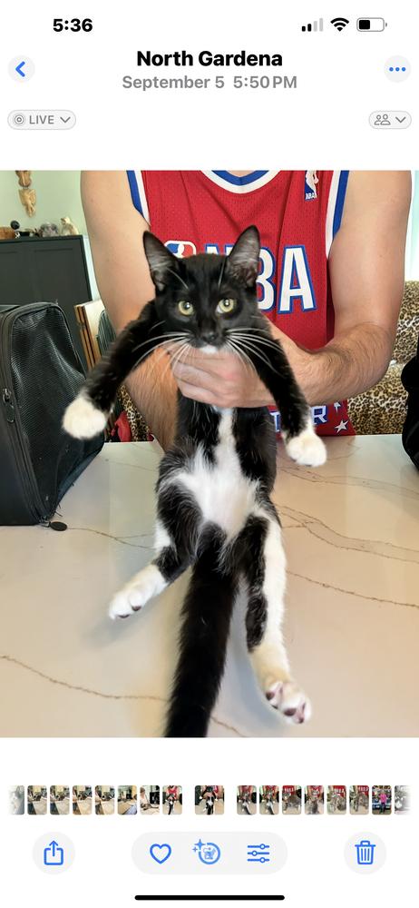 Ganzito, Adoptable, Kitten Female Domestic Long Hair.