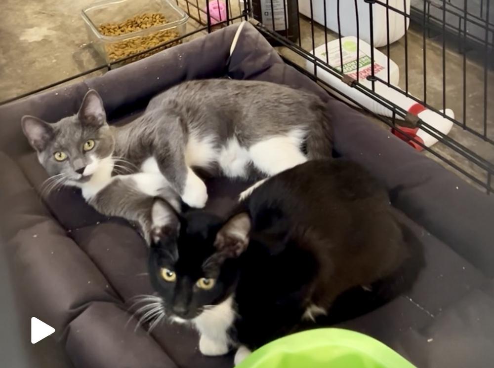 Ganzito, a Adoptable mixed breed in Gardena, CA image 2/3