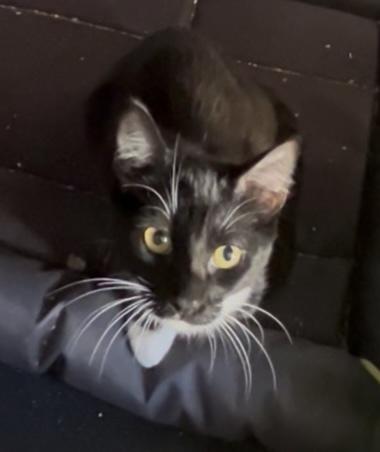 Ganzito, a Adoptable mixed breed in Gardena, CA image 3/3