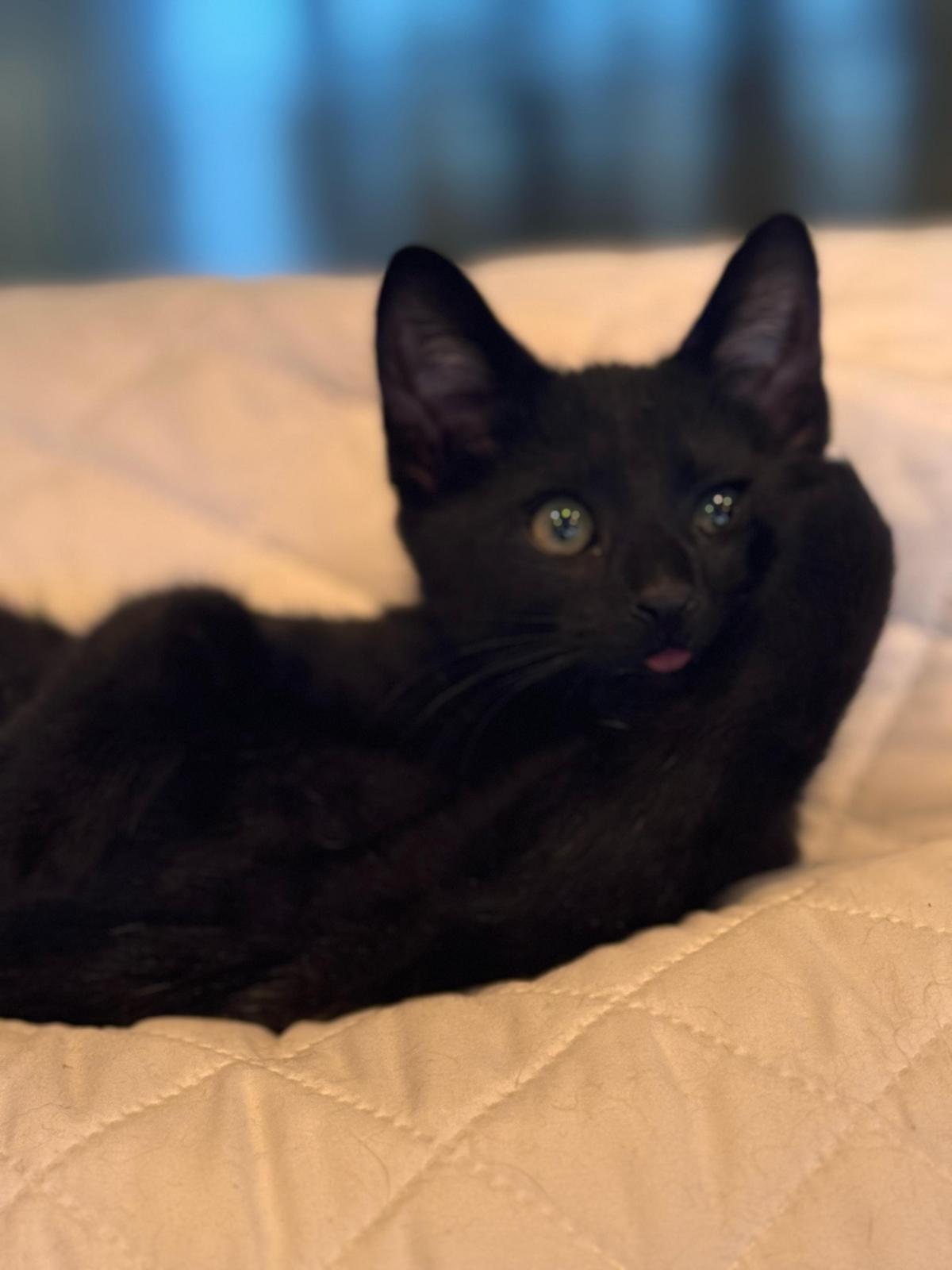 Austin, adopted, Kitten Male Domestic Short Hair.