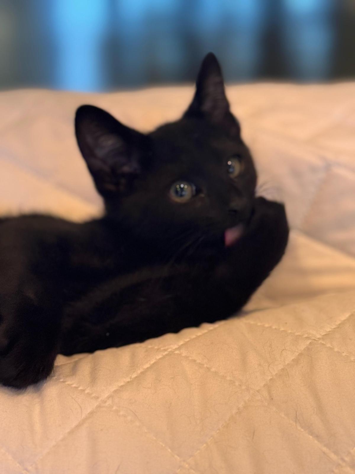 Enlarge Austin, an adopted Domestic Short Hair in Sandy Springs, GA image 2/4