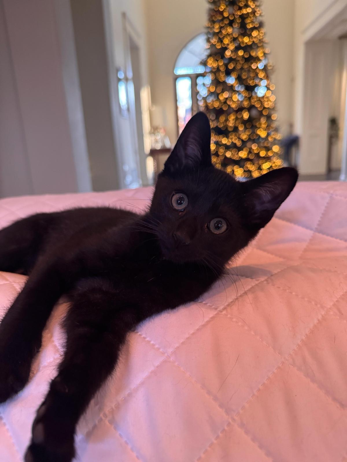 Enlarge Austin, an adopted Domestic Short Hair in Sandy Springs, GA image 4/4