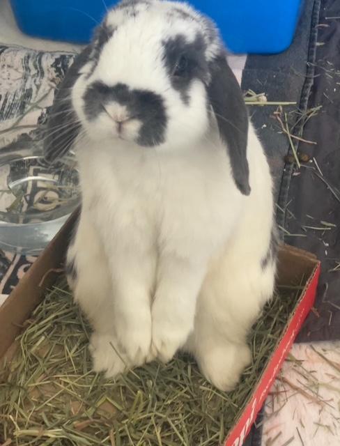 Zinnia, adopted, Adult Male Lop Eared.