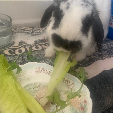 Enlarge Zinnia, an adopted Lop Eared in Cambridge, ON image 4/4