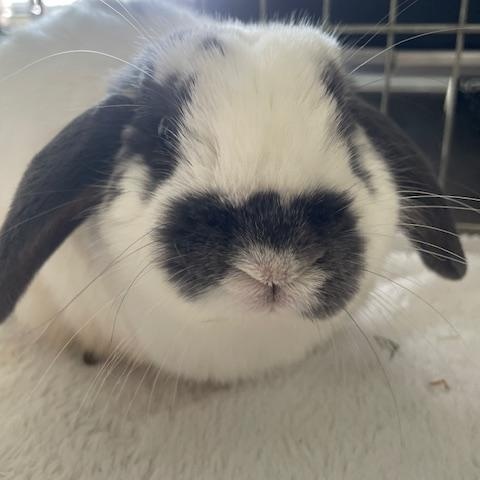 Enlarge Zinnia, an adopted Lop Eared in Cambridge, ON image 3/4