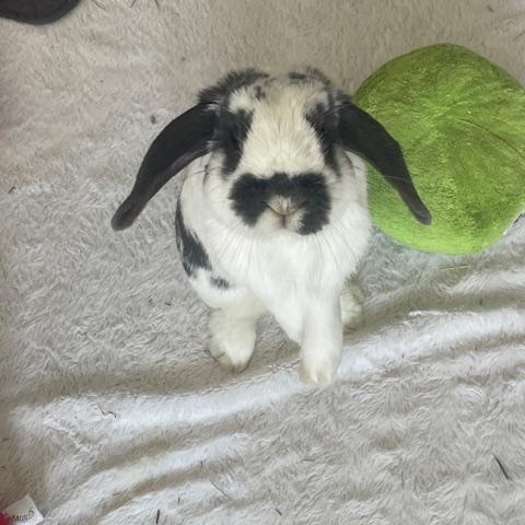 Enlarge Zinnia, an adopted Lop Eared in Cambridge, ON image 2/4