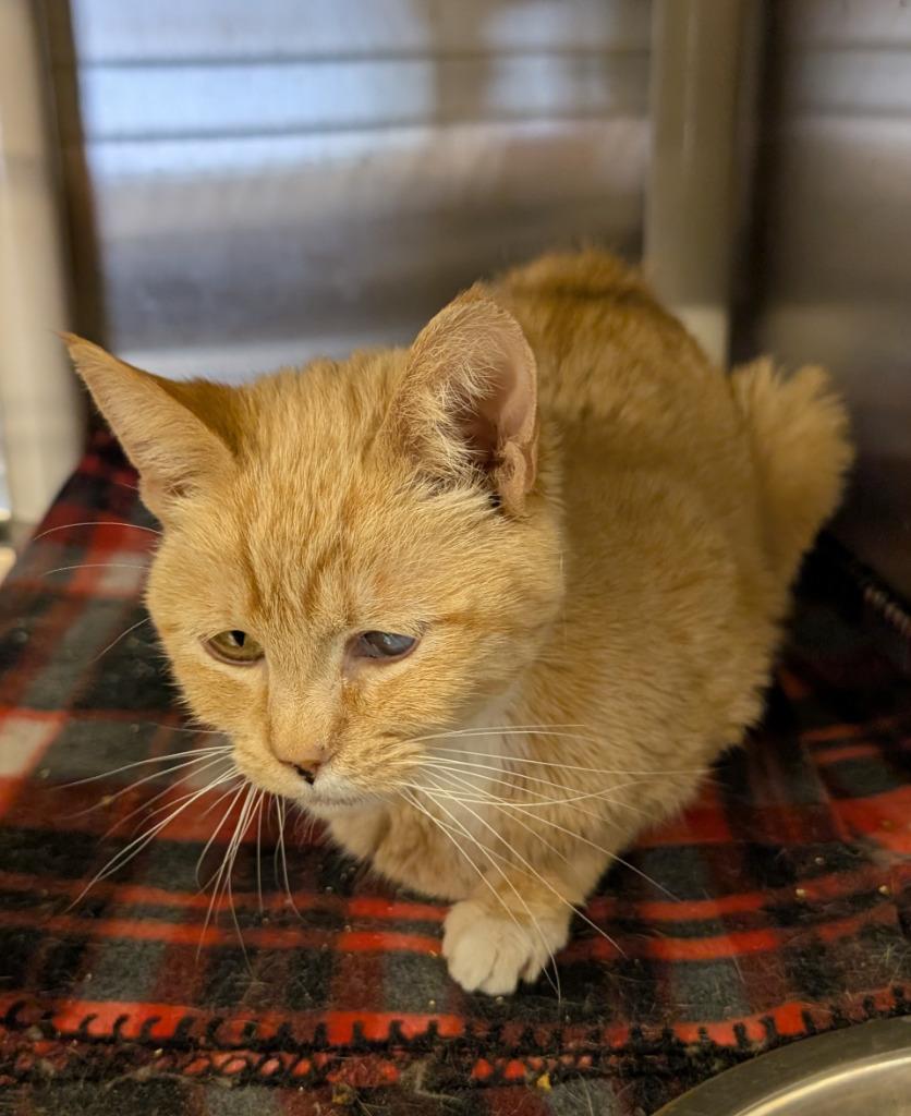 Pinkers, Adoptable, Senior Female Domestic Short Hair.