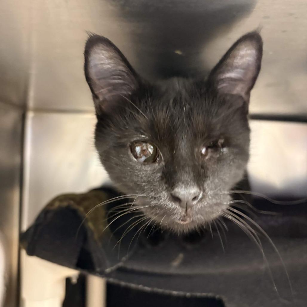 Nightwing, Adoptable, Young Female Domestic Short Hair.