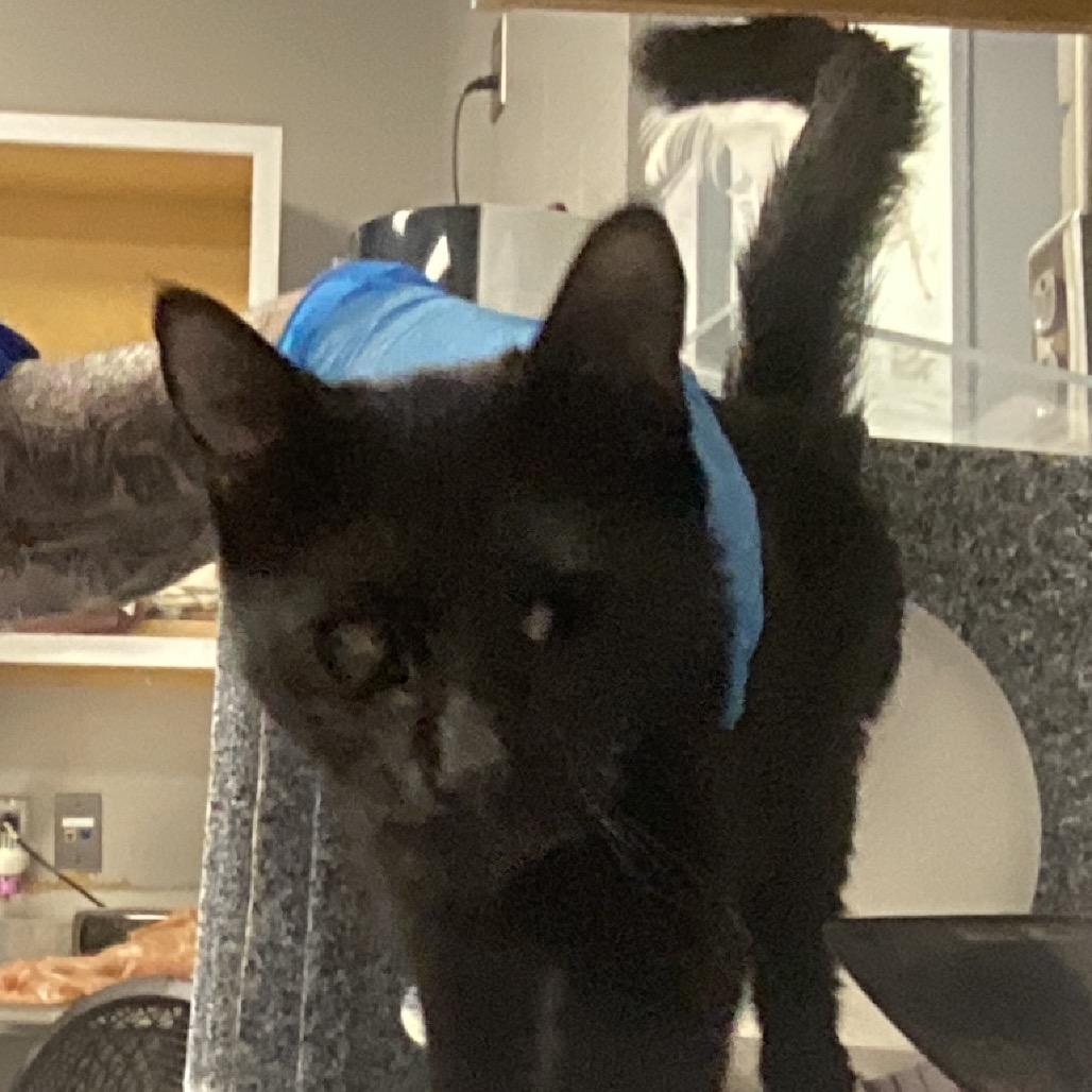 Enlarge Nightwing, a Adoptable Domestic Short Hair in Greenville, SC image 2/6
