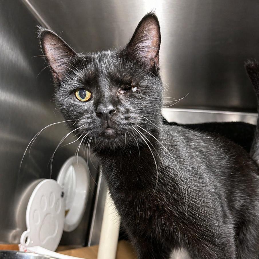 Enlarge Nightwing, a Adoptable Domestic Short Hair in Greenville, SC image 3/6