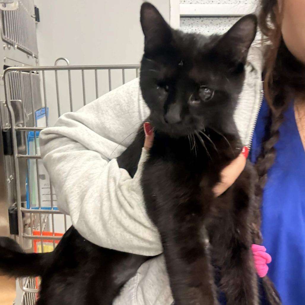 Enlarge Nightwing, a Adoptable Domestic Short Hair in Greenville, SC image 4/6