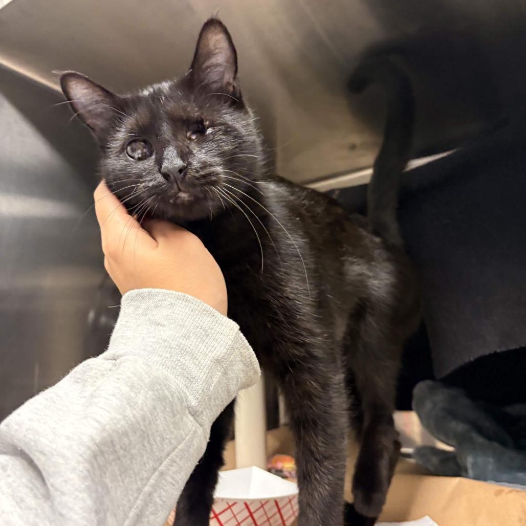 Enlarge Nightwing, a Adoptable Domestic Short Hair in Greenville, SC image 5/6